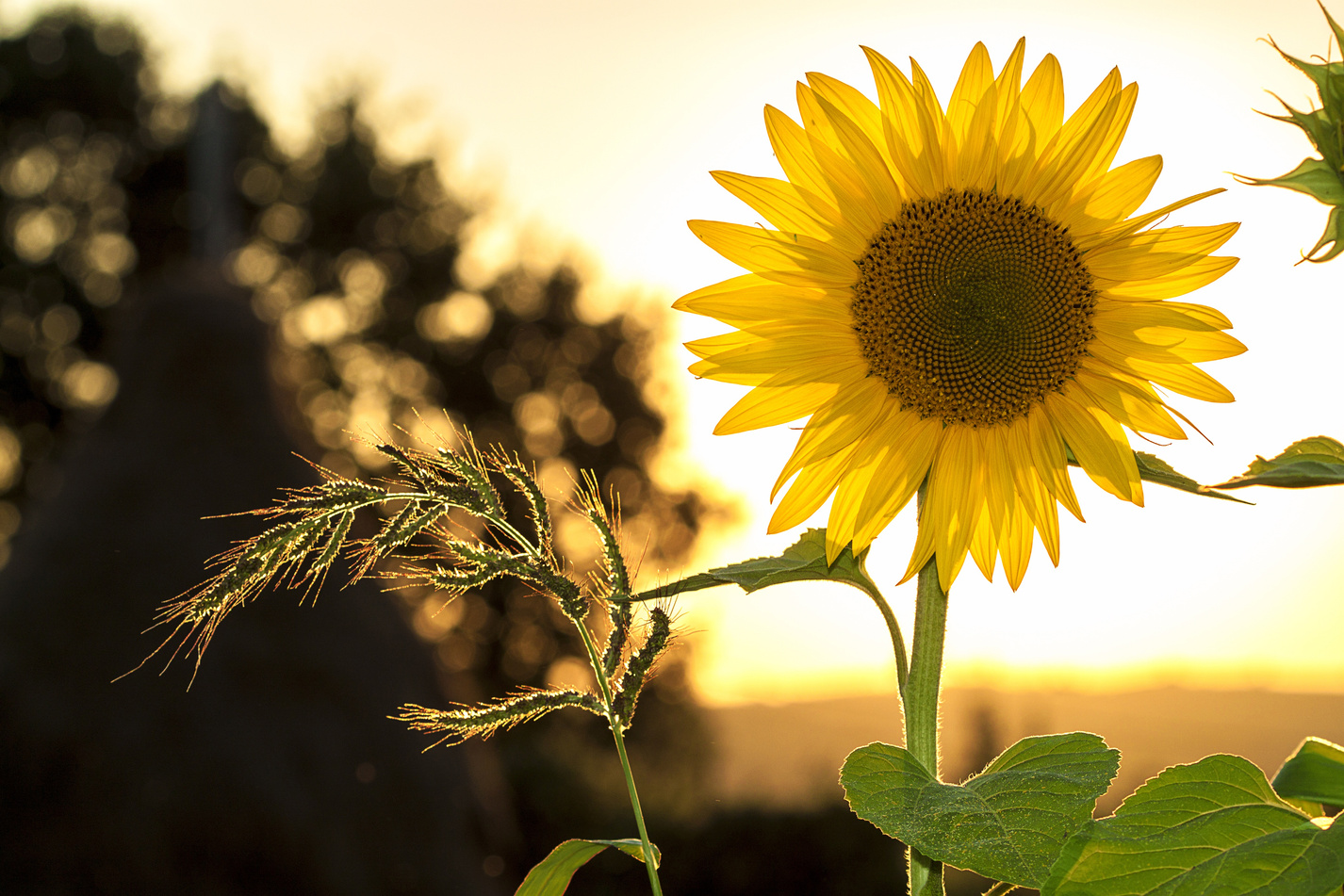 Sunflower in Summer